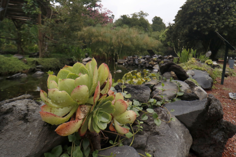 Jardín Botánico de Chapultepec